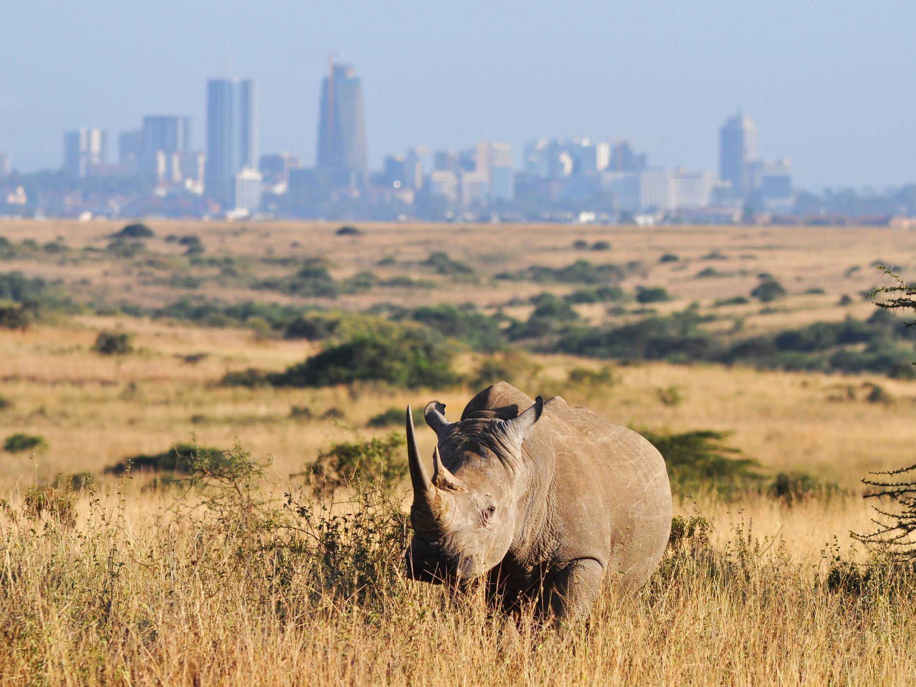 Nairobi National Park Entrance Fee