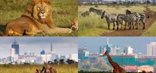 Nairobi National Park – The Ultimate Guide 2022