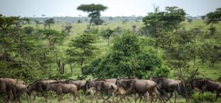 Ol Kinyei Conservancy