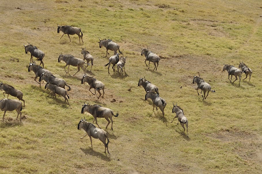 Wildebeest Migration in Masai Mara in 2022