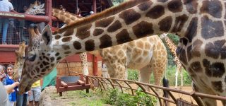 12 Days Kenya Classic Safari