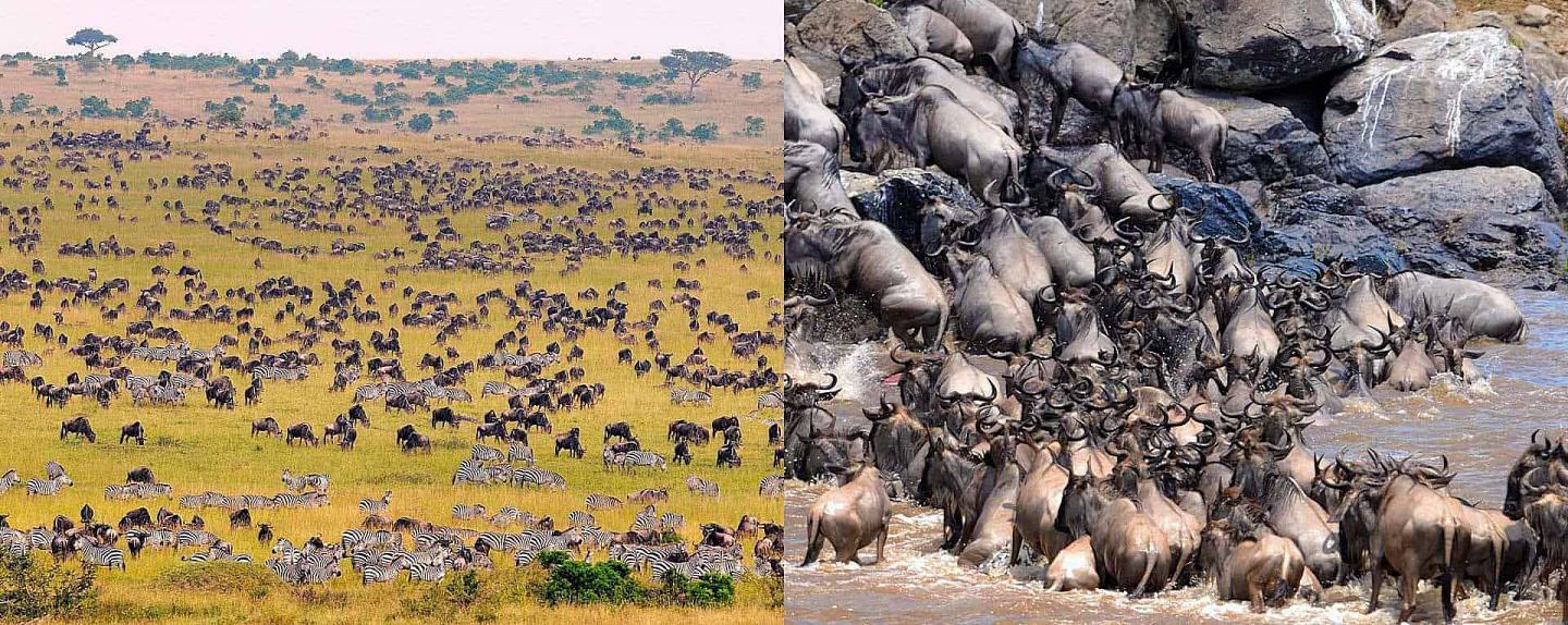 Conservation of Masai Mara