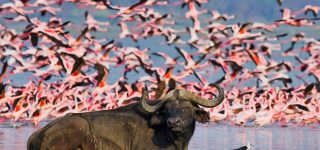 10 Days Kenya wildlife Safari