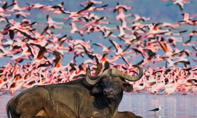 10 Days Kenya wildlife Safari