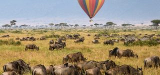 Masai Mara Hot air balloon safari floating right on top of the wildebeest.