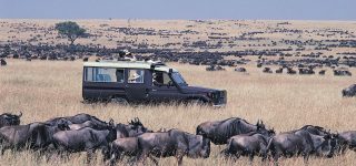 Exploring Maasai Mara National Reserve on an evening game drive