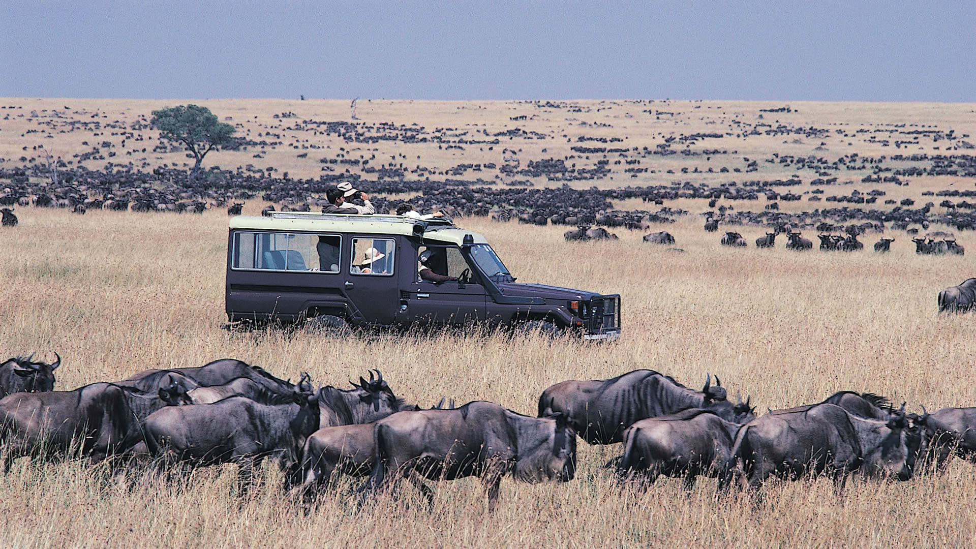 Maasai Mara or Amboseli