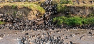 The Mara River Crossing experience
