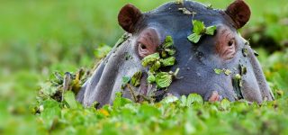 A hippo coming out of the marshes