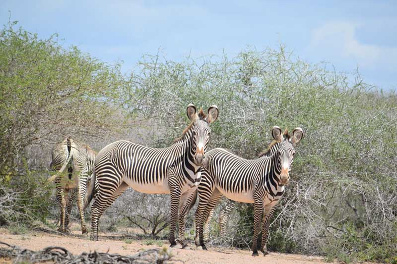 Explore the Rare Grevy's Zebra in Kenya 