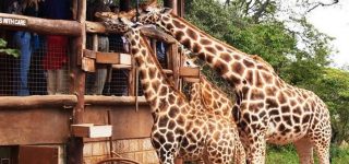 Visitors feeding giraffes at the Nairobi National Park