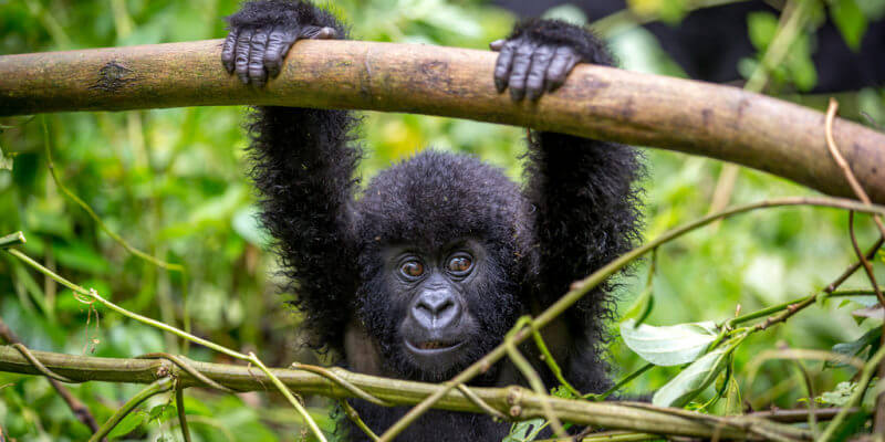 3 DAYS Uganda Gorilla Tracking Tour