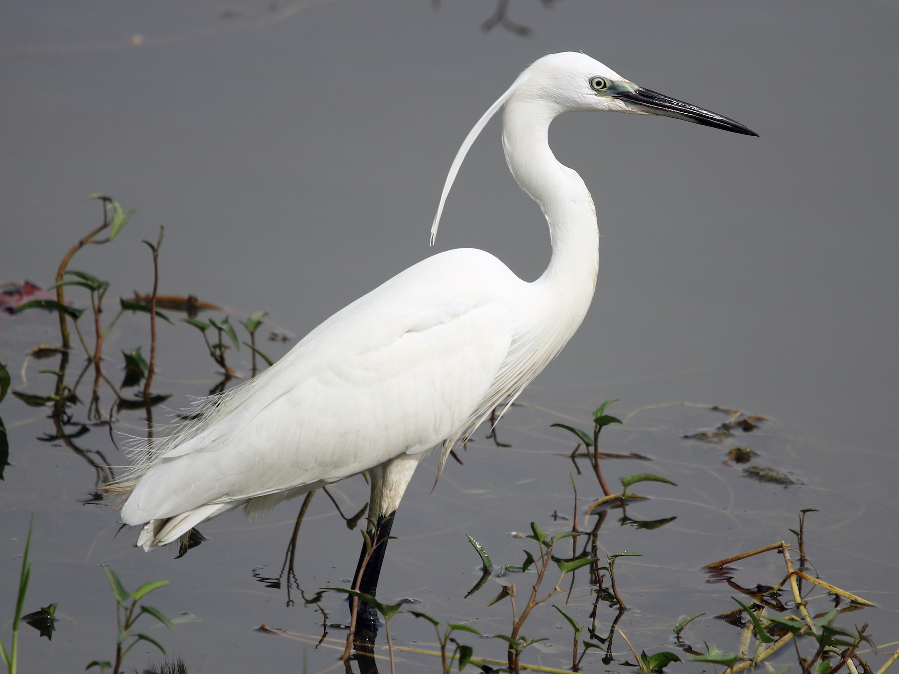 Bird List in Borana Conservancy