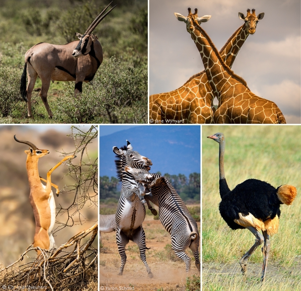 Best Wildlife Safaris in Kenya