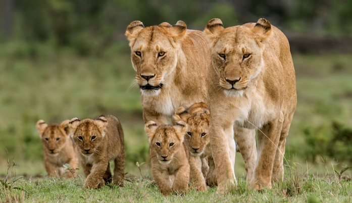 Where to spot Lions in Maasai Mara National Reserve