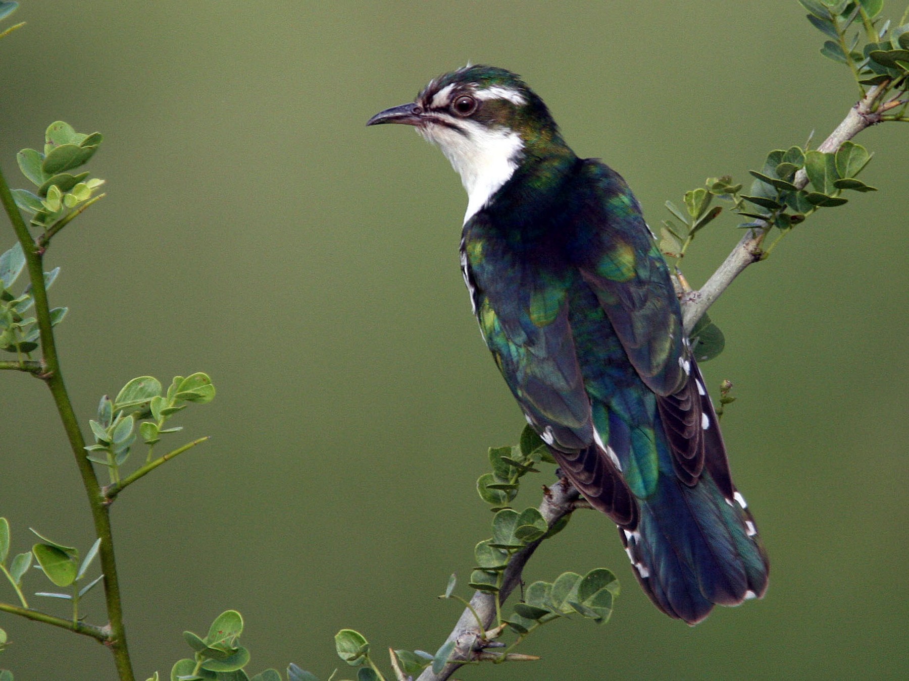 Bird Checklist of Tarangire National Park