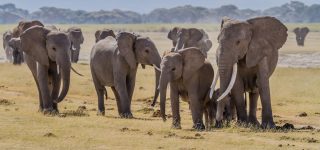 Top African destinations for African elephant safaris