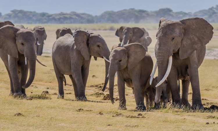 Top African destinations for African elephant safaris
