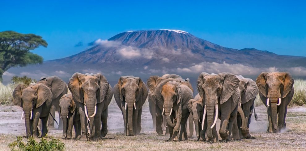 Top African destinations for African elephant safaris