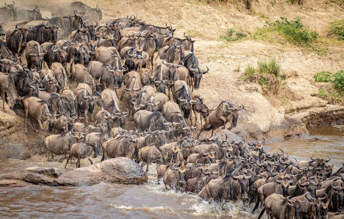 Which is the best month to visit Masai Mara