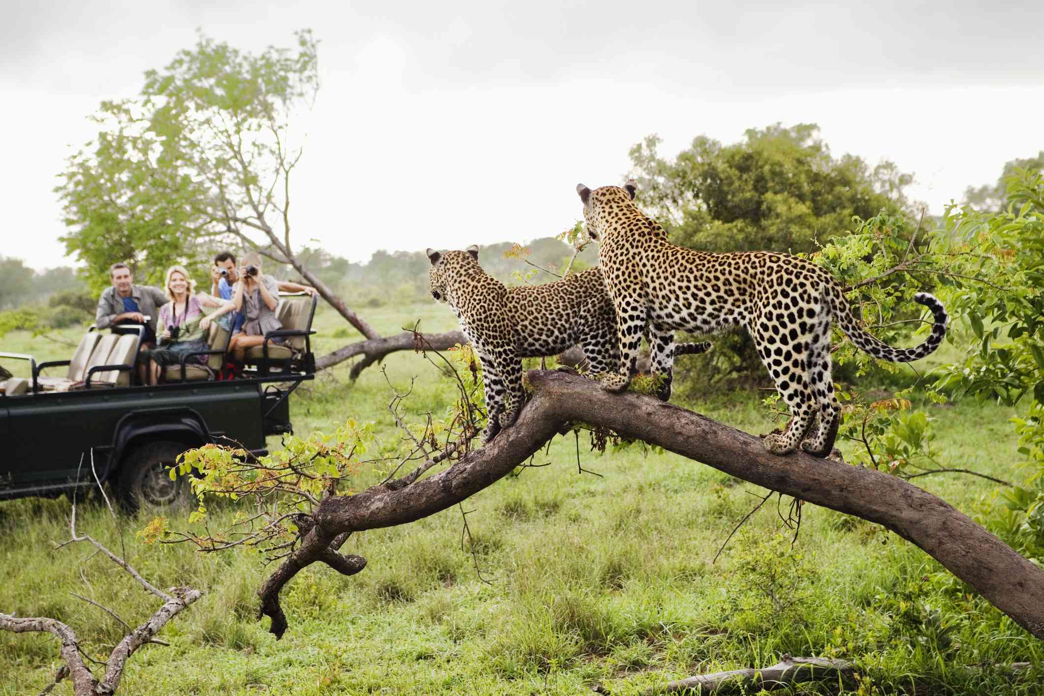 Maasai Mara or Kruger National Park 