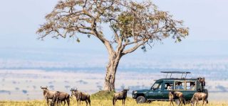 Frequently Asked Questions About Safari in Kenya