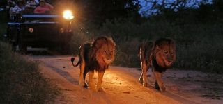 The Magic of a Night Game Drive