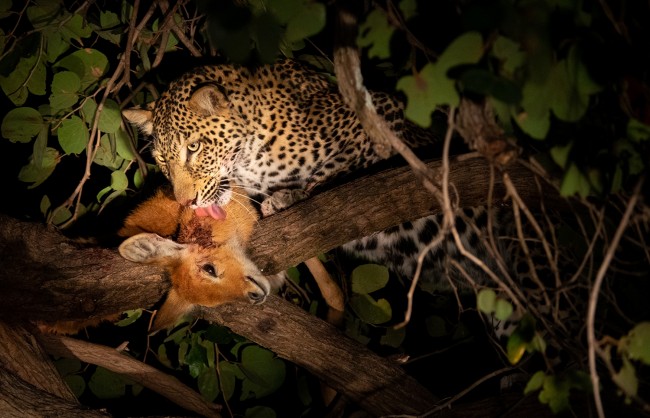 The Magic of a Night Game Drive