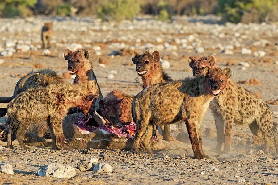 Some Of The Carnivores You’ll Find In Kenya