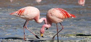 Most astounding animals in Kenya