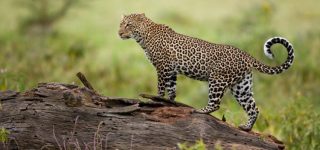 Some Of The Carnivores You’ll Find In Kenya