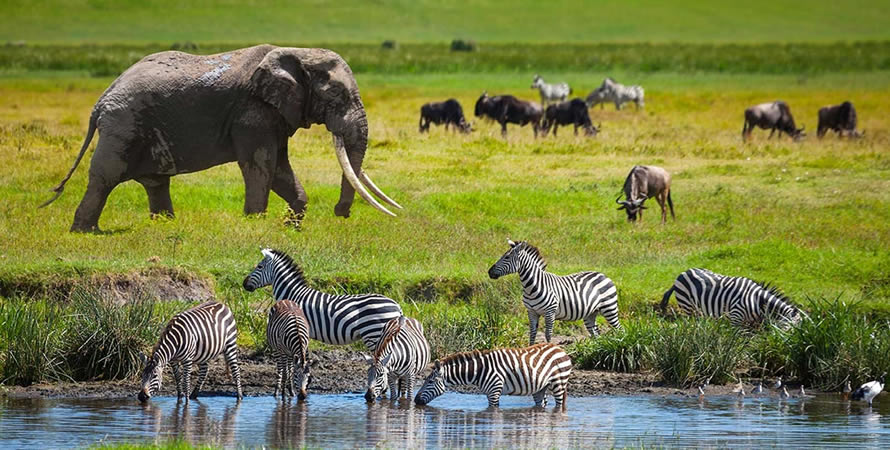 7 Days Tanzania Luxury Safari