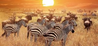 The Greatest Wildlife Destination