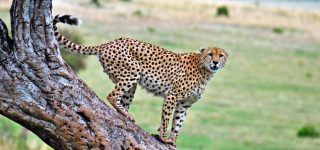 Common and rarest animals in Maasai Mara National Reserve