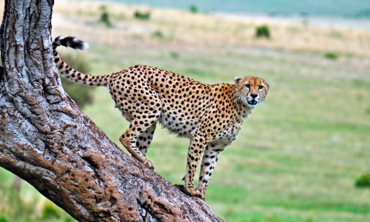 Common and rarest animals in Maasai Mara National Reserve