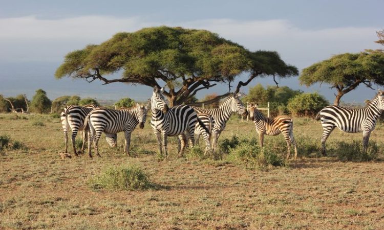 Maasai Mara Wildlife Guide