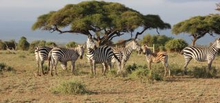 Where do people go on safari in Kenya