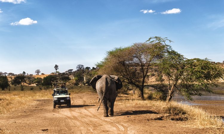 How To Travel Between Masai Mara And The Serengeti