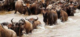 Tips For Planning Your Wildebeest Migration Safari 2024