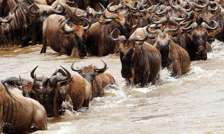 Tips For Planning Your Wildebeest Migration Safari 2024