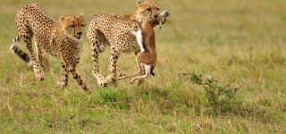 Iconic Safari Animals In Africa