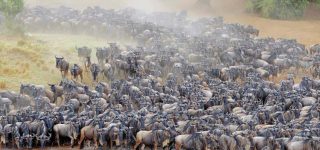Full Working Guide For A Safari Wildebeest Migration