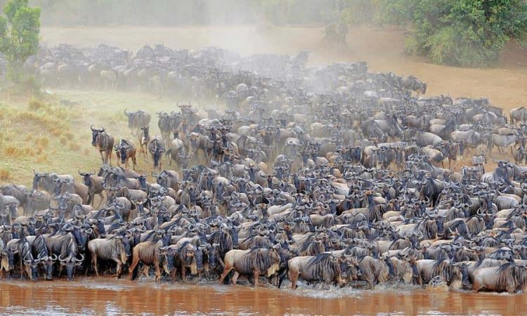Full Working Guide For A Safari Wildebeest Migration