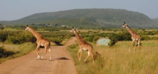 Why you should visit Narok County for your safari