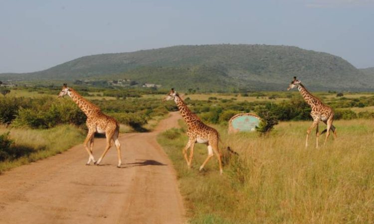 Why you should visit Narok County for your safari