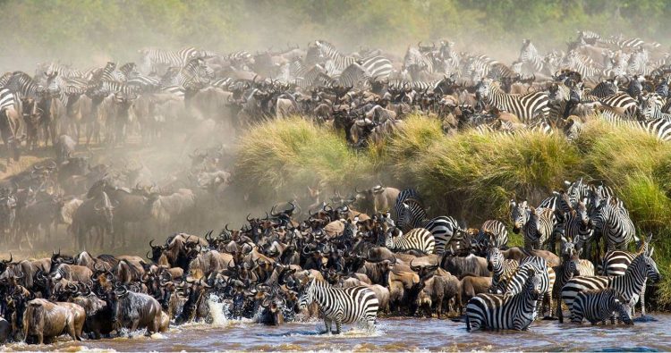 Tips For Planning Your Wildebeest Migration Safari 2024