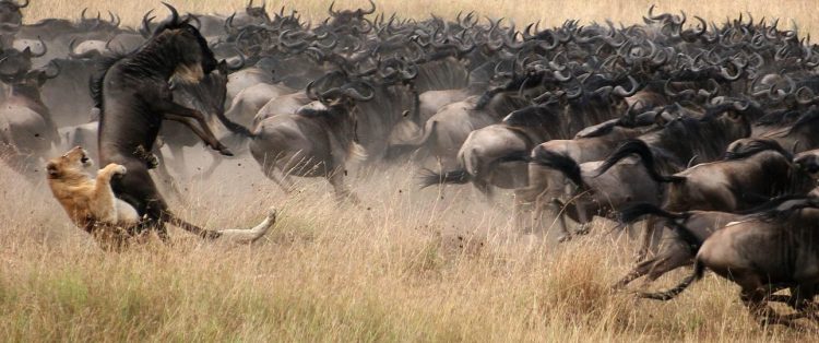 Full Working Guide For A Safari Wildebeest Migration