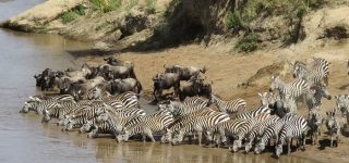 Expectations For A Safari In Kenya
