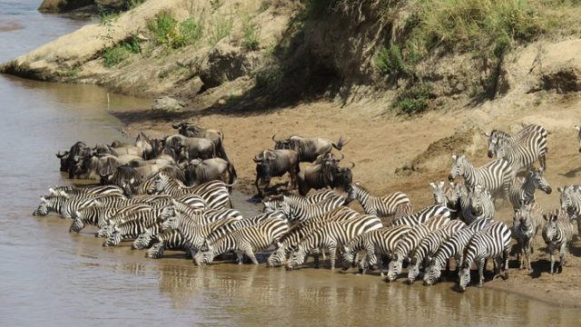 Expectations For A Safari In Kenya