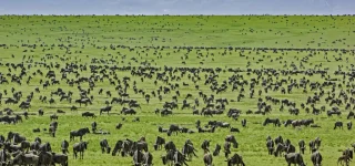 5 Days Masai Mara and Serengeti Safari
